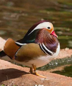 Mandarin Duck